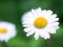 SuperDaisy