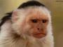 Macaque
