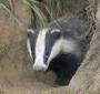 The Badger Bites Back