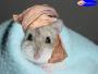 abu hamster