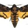 John the Moth