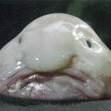 Fearless_Fish