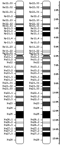 Human_chromosome_viewer.gif.692d98f08e78e600d27d08b2ab243f85.gif