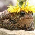 The Toad.
