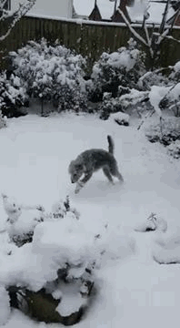 A4A484D2-858D-49A7-BE00-43651867C51C.gif.75ae51a5ae1e486e7854528c0030f879.gif