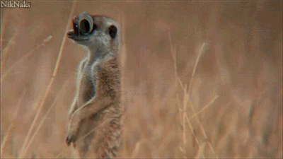 1183592740_giphy(16).gif.d4c0c0b86f3c931edf79546d81b80071.gif