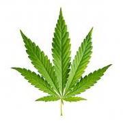 LooseLeafTeaLover