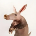 Earth_pig