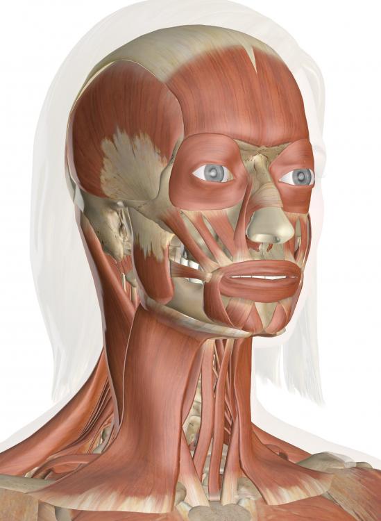 muscles_head_neck.thumb.jpeg.e97bab967889ceab1cce93e6dd0221d9.jpeg