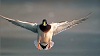 Yesiamaduck