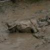 Mud Dweller