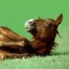 Jonohorse