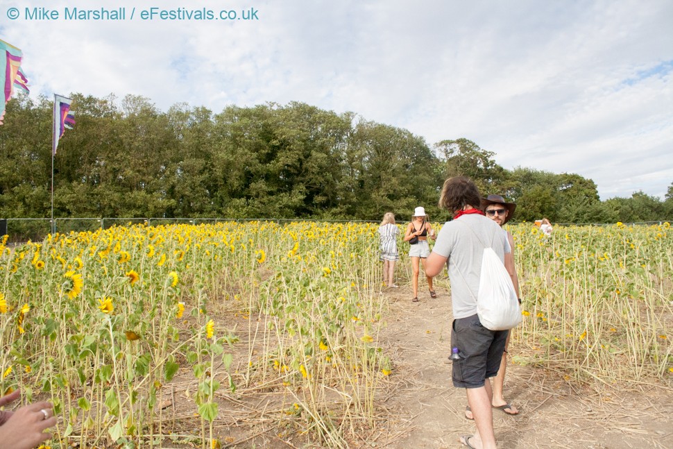 Secret Sunflower Fields